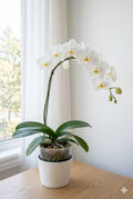 Phalaenopsis orchid