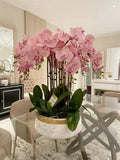 Pink Orchid Plant