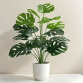 Swiss cheese Plant